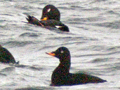 Velvet Scoter